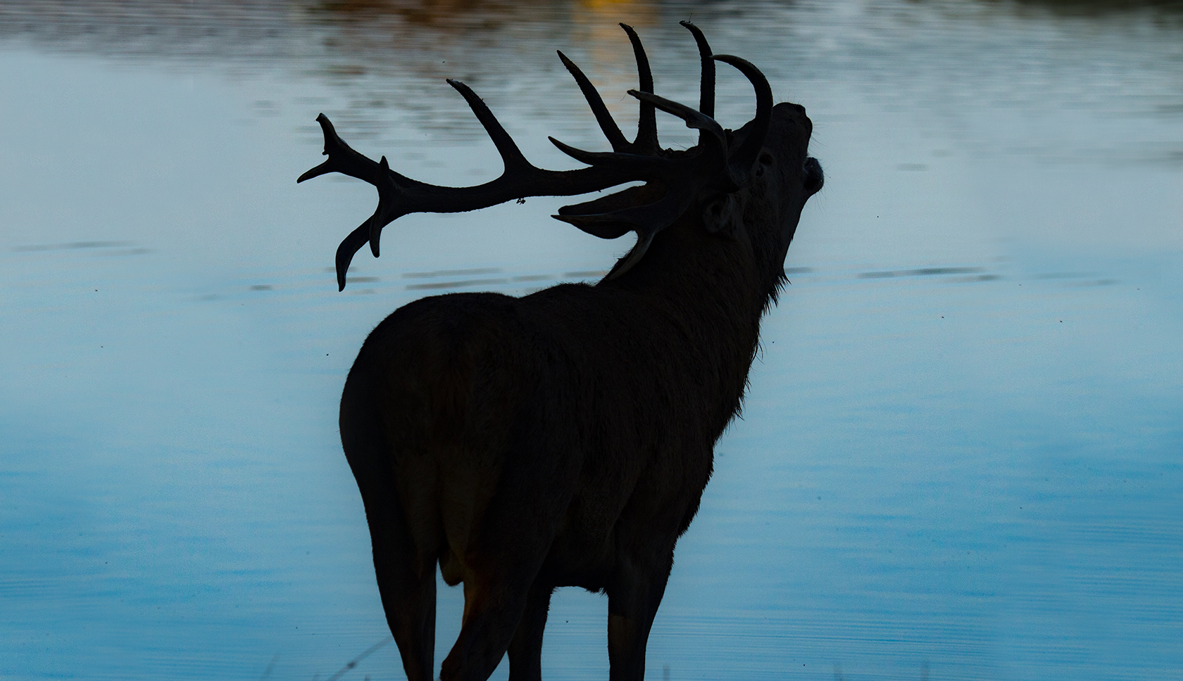 Een edelhert burlt bij het water op de Veluwe