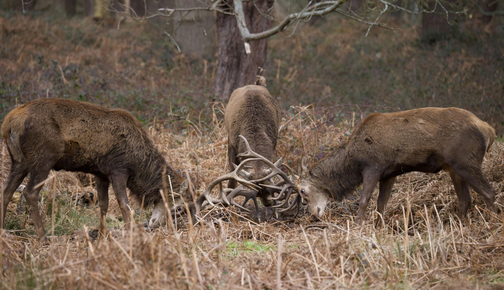 Een edelhert burlt bij het water op de Veluwe