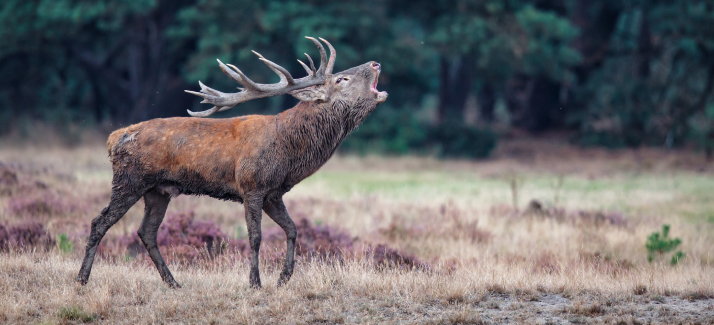 Bronsttijd: hier hoor je in de herfst herten burlen