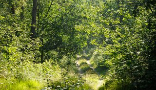 In 2017 werkten wij al met Trees For All aan een heus Beverbos