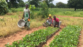 We helpen Trees For All om bomen te planten in het Bongo District in Ghana