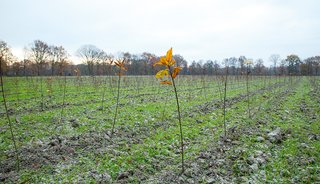 Door heel Limburg steunen we Trees For All in de realisatie van 43 hectare nieuw bos