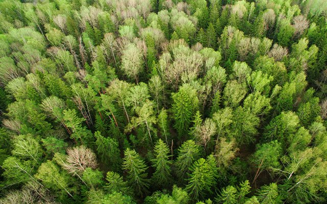 We slaan de handen ineen met Trees For All voor twee projecten in Limburg en Ghana