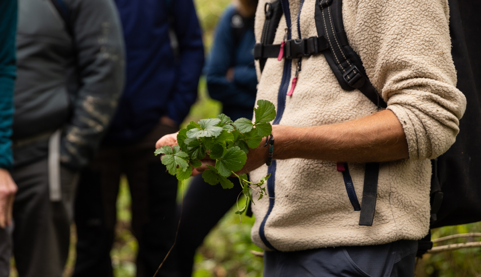 Een persoon houdt planten vast