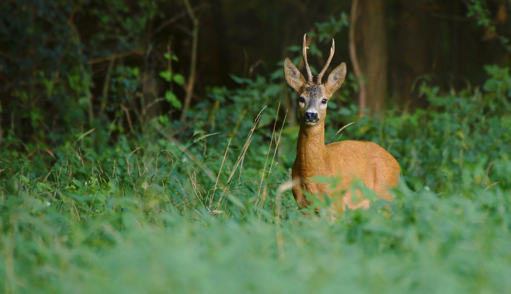 een reebok in het bos