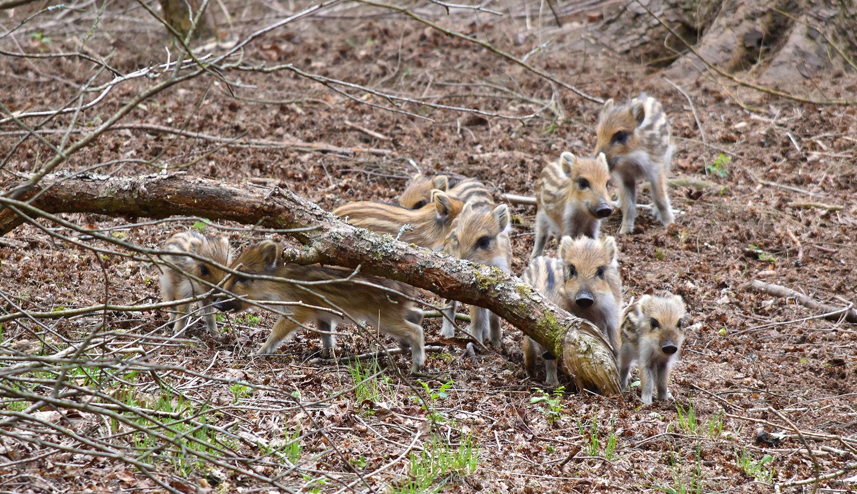 jonge everzwijnen in het bos