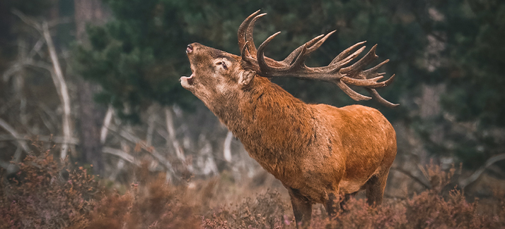 10 gouden tips voor wild spotten in Nederland