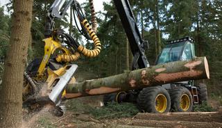 Bomen kappen in Nederland met nieuwe technieken