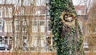 Buiten in Delft, natuur in de stad, vogel fotografie