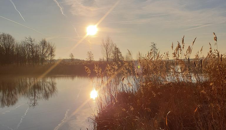 groene-buitenspots-riet