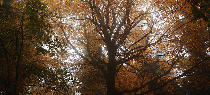 Tips van boswachter Tim Rommens voor de leukste herfst