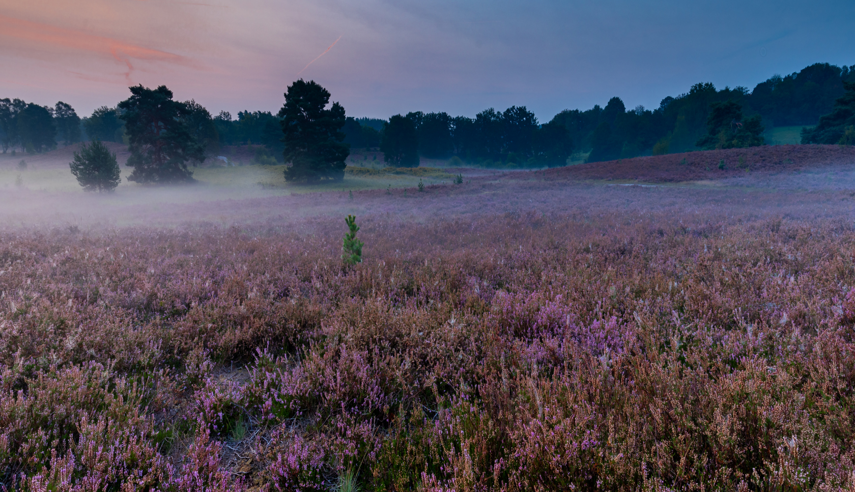 heide in ochtenddauw