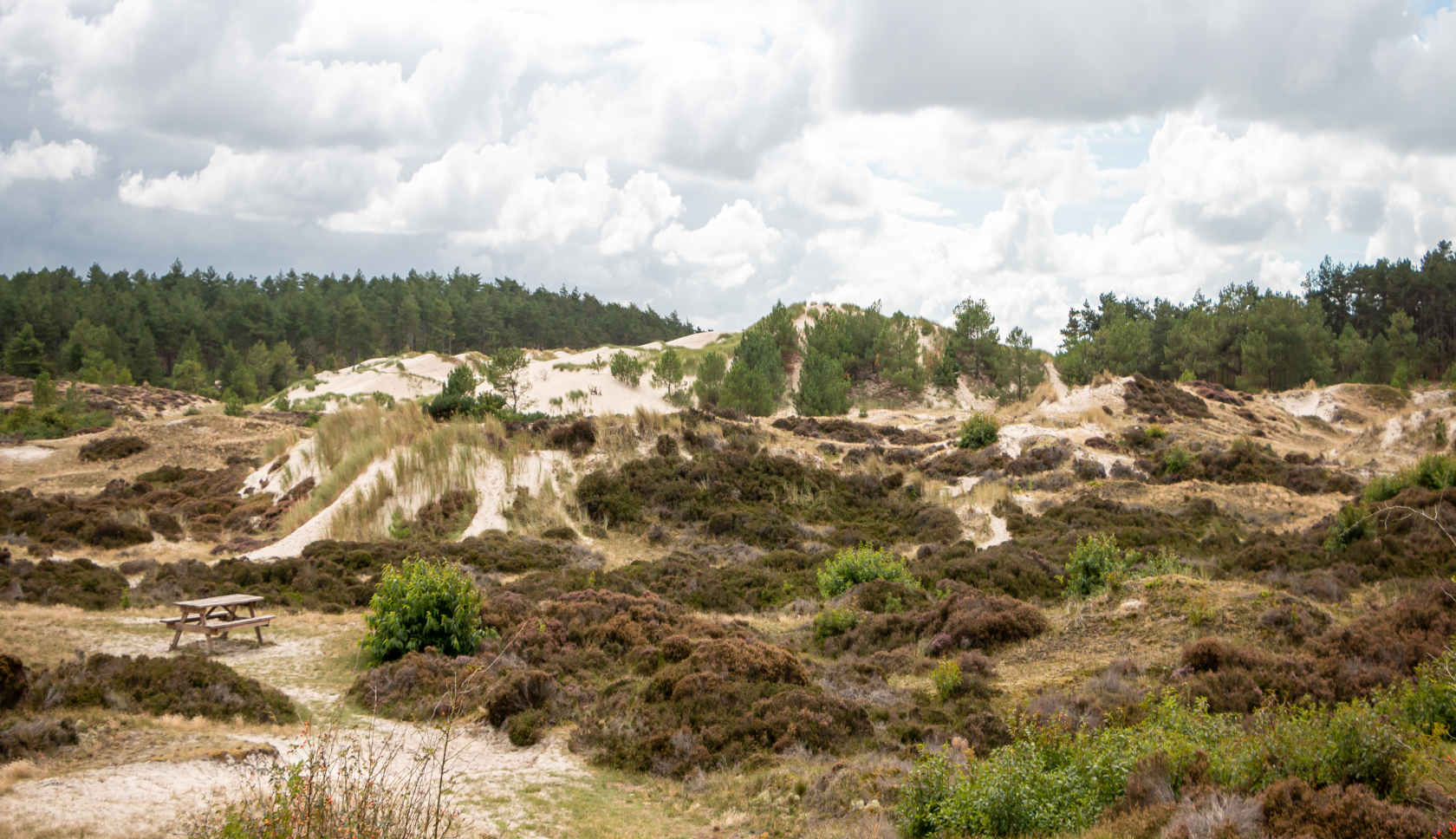 heideplanten in de duinen