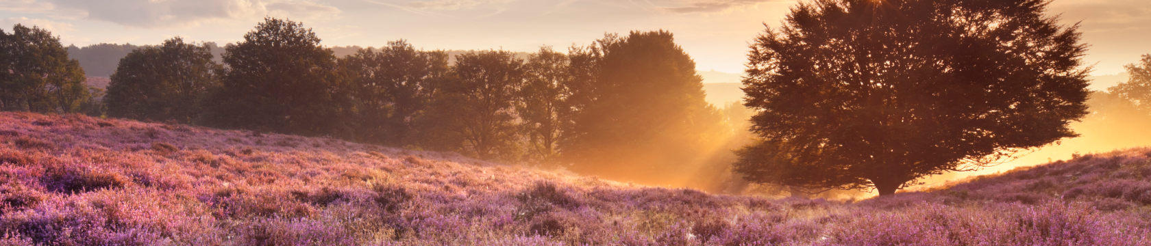 de heide staat in bloei