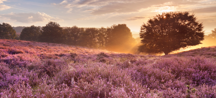 De mooiste heideroutes: hier moet je zijn