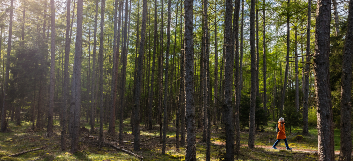 Herfstwandeling in het bos: dit zijn de 5 mooiste plekken