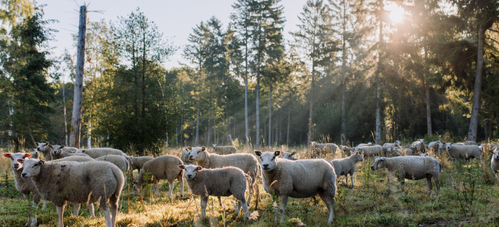 Wandelroutes voor de lente: boswachters delen hun favoriete paden