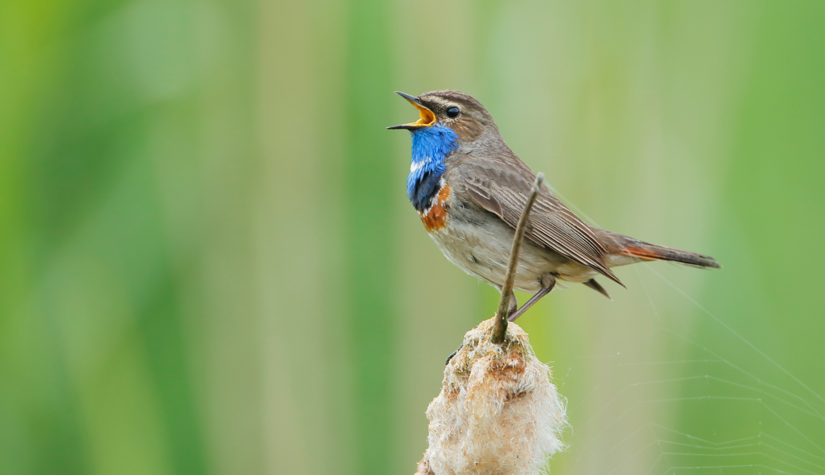 Een blauwborst tjirpt in een groene omgeving