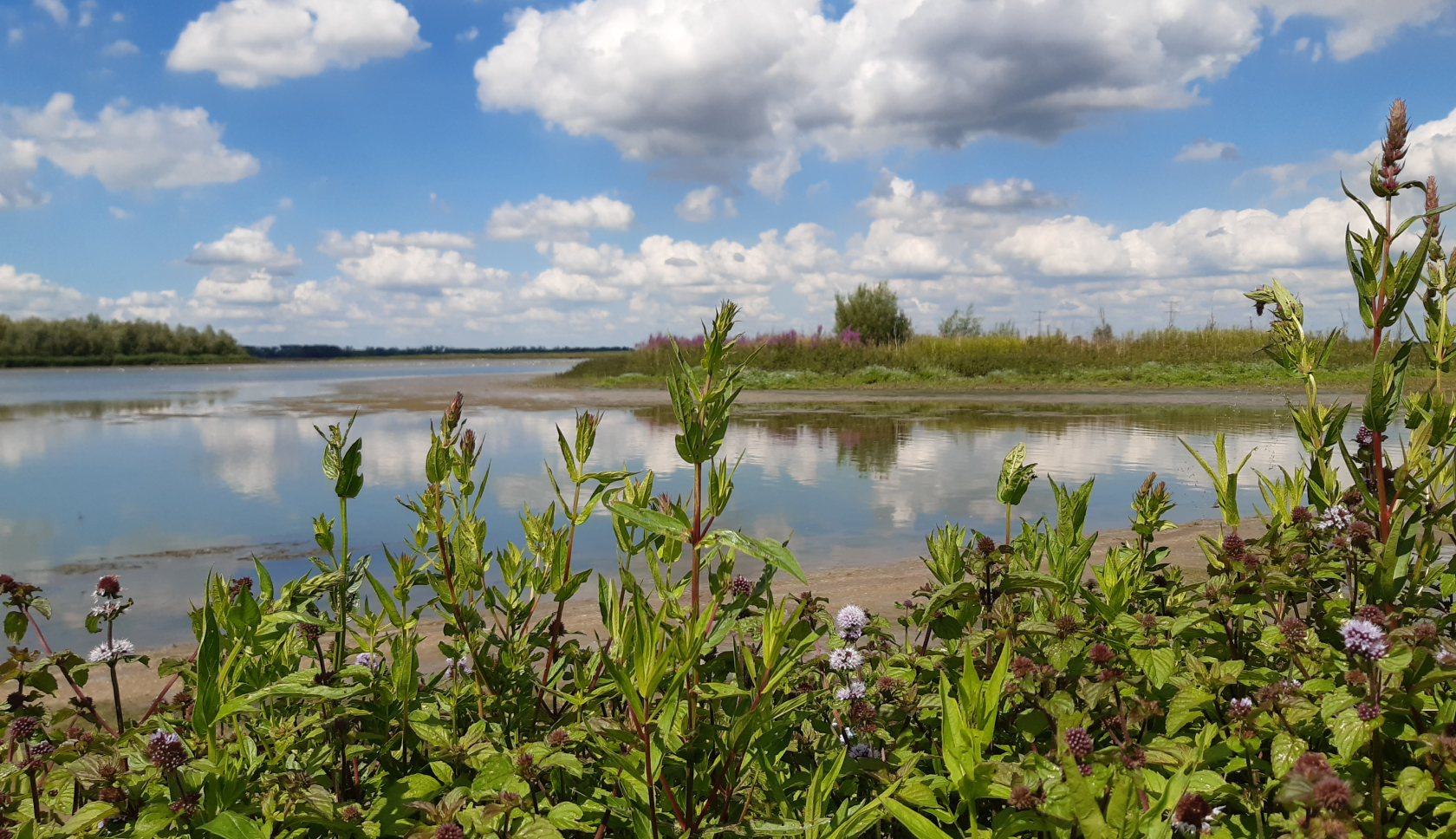 Voorjaarsbloemen staan in bloei aan het water in de Kleine Noordwaard