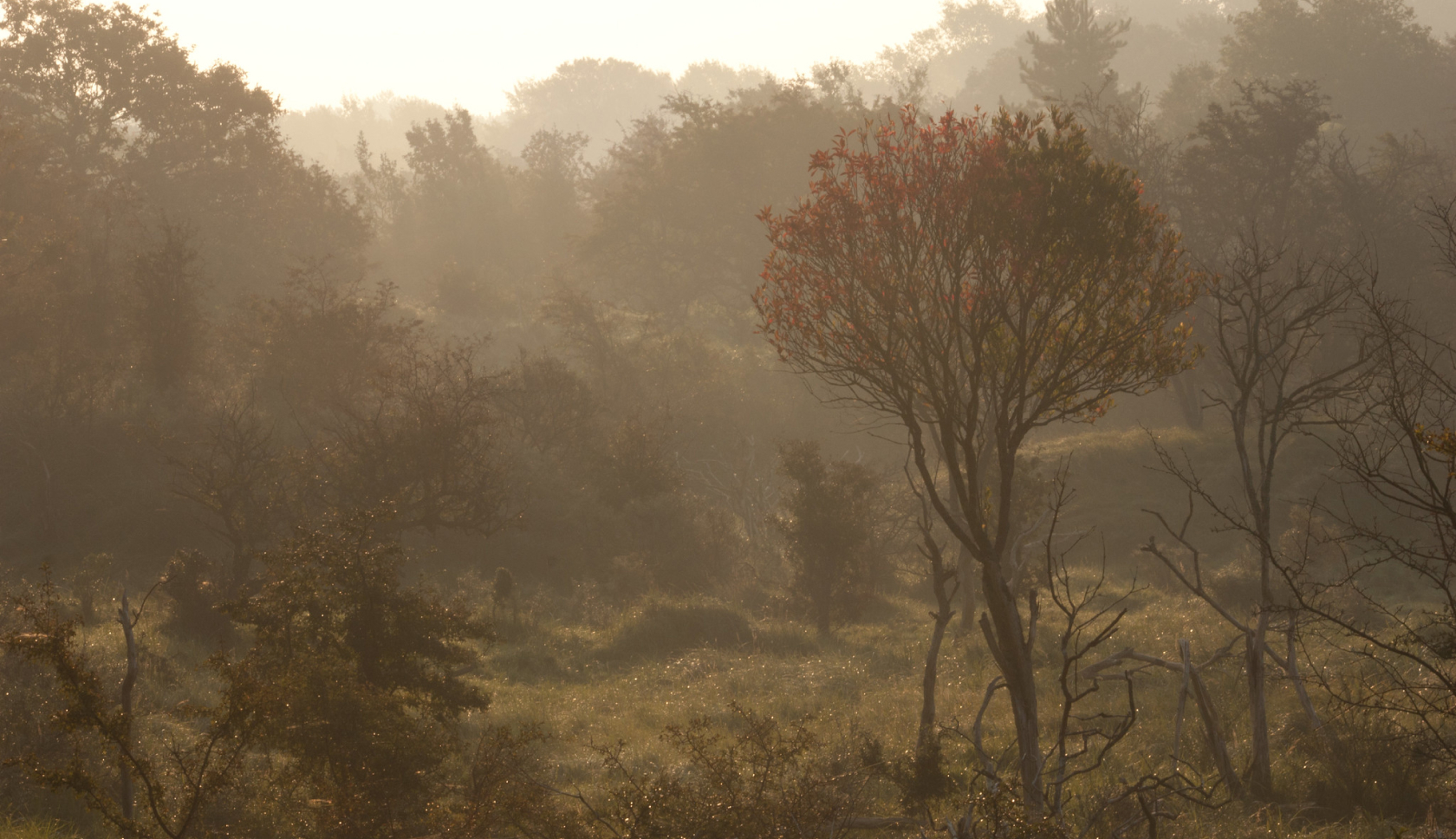 Duinen, strand en bossen; natuurgebied De Kennemerduinen heeft het allemaal