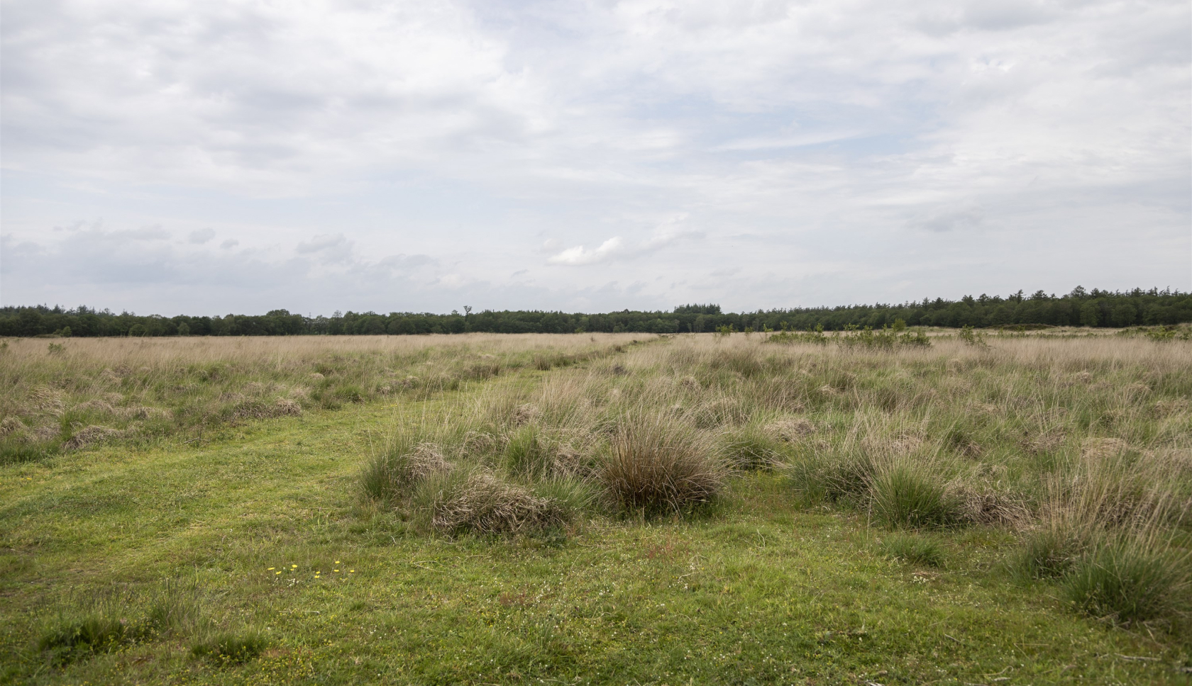 Een grasveld grenzend aan een bos