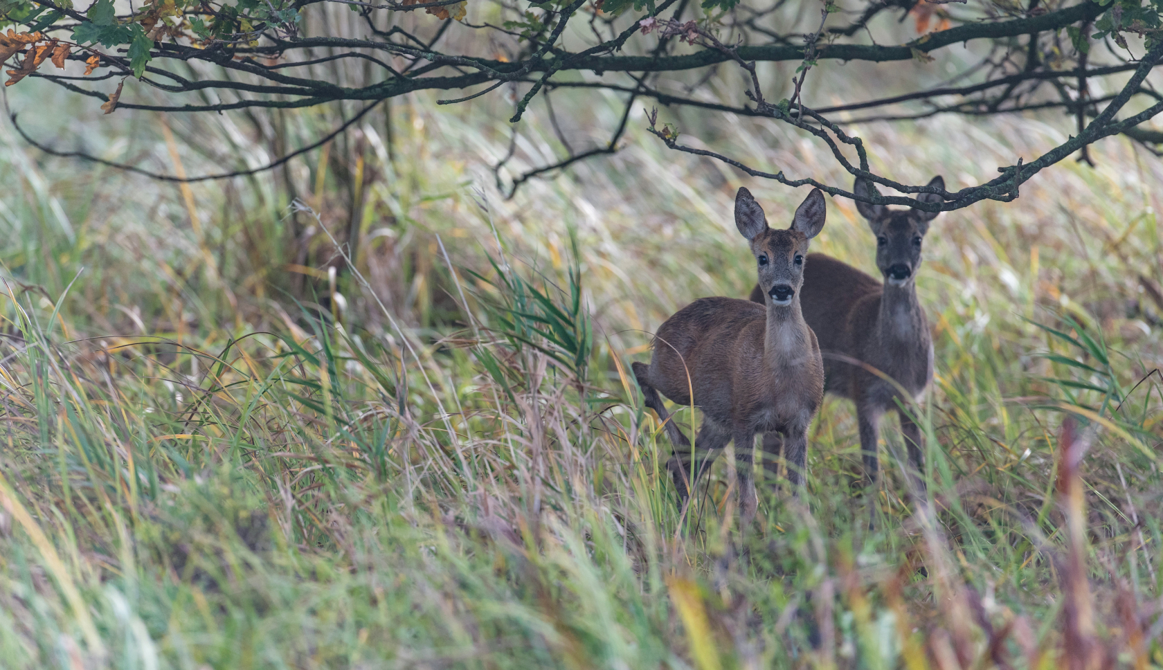 Twee herten staan naast elkaar in hoog gras