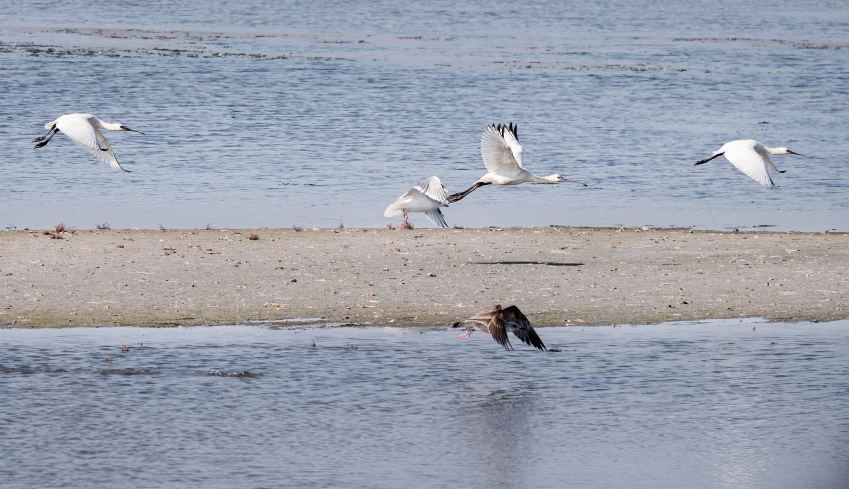 Vliegende vogels op het strand