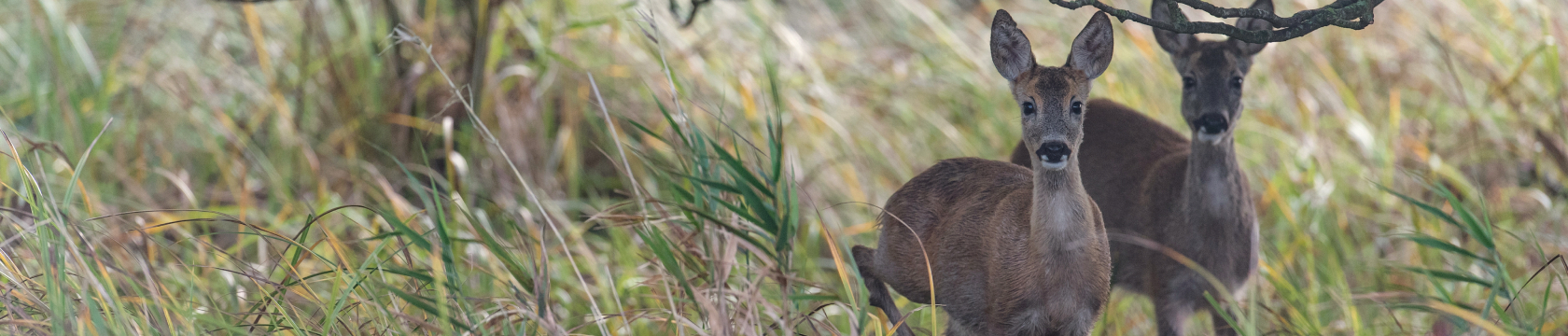 Twee herten staan naast elkaar in hoog gras