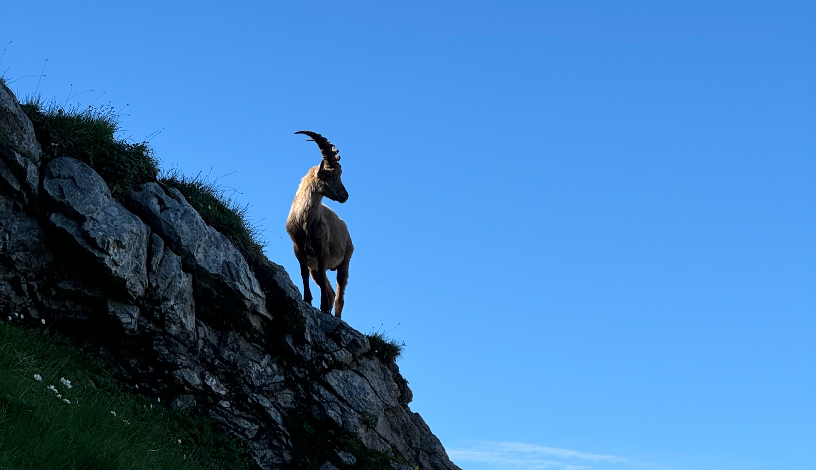 een steenbok op een berg