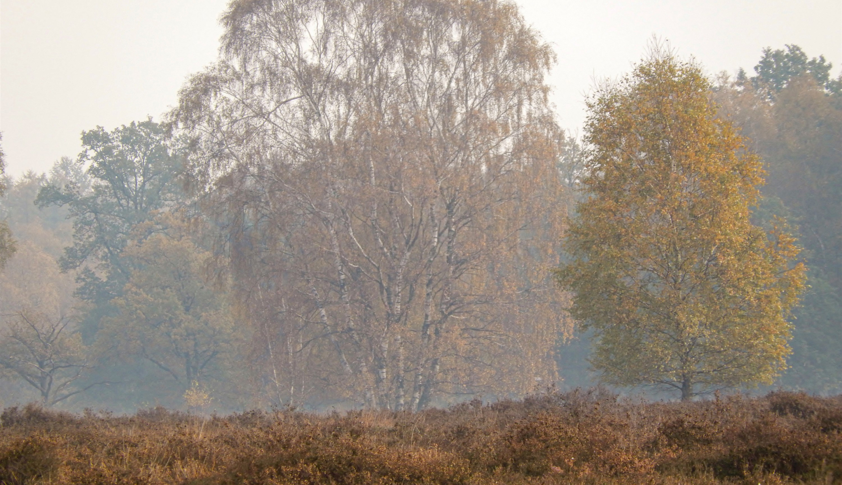 Boswachterspad Springendal