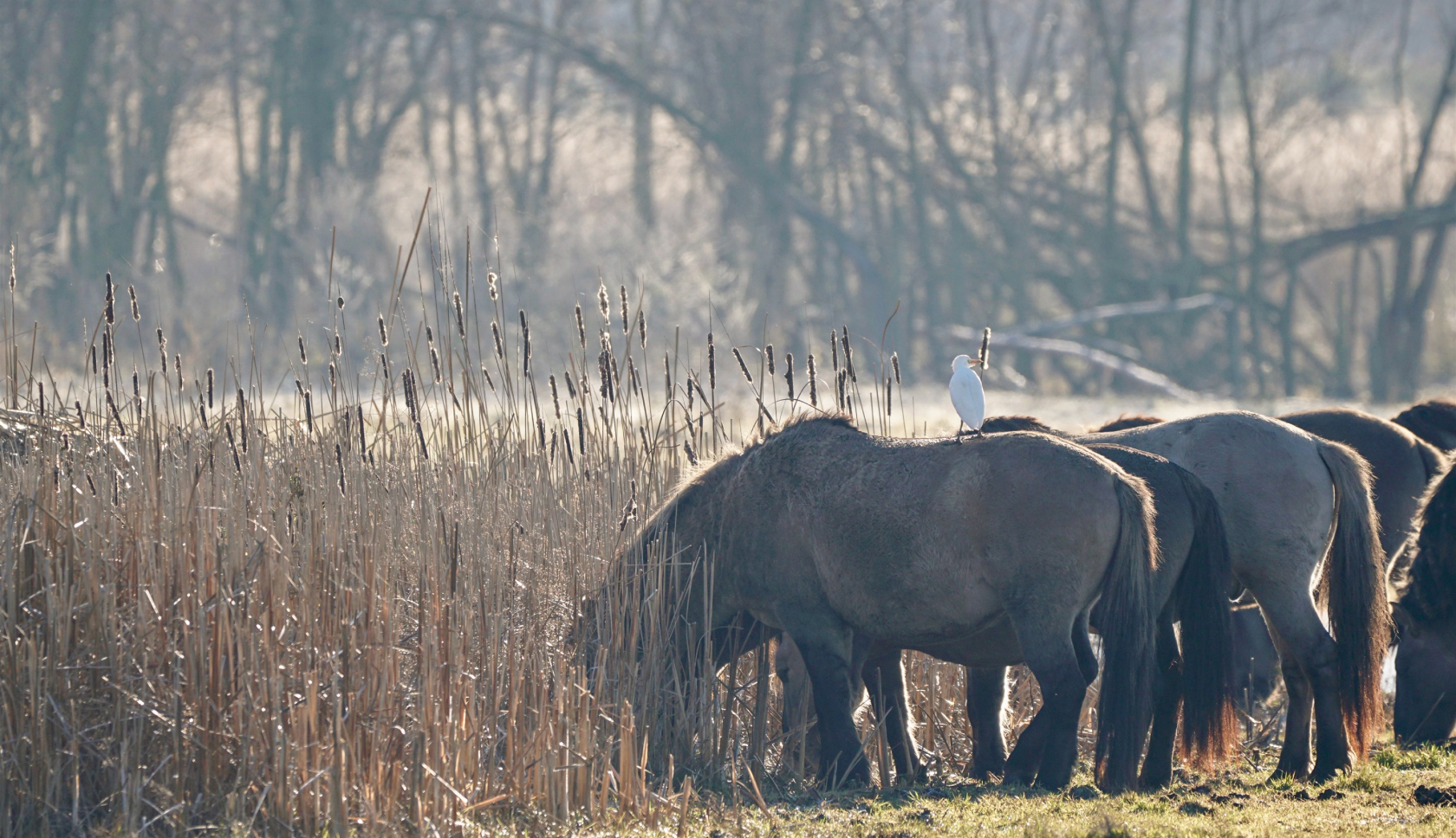 Boswachterspad Stille Kern