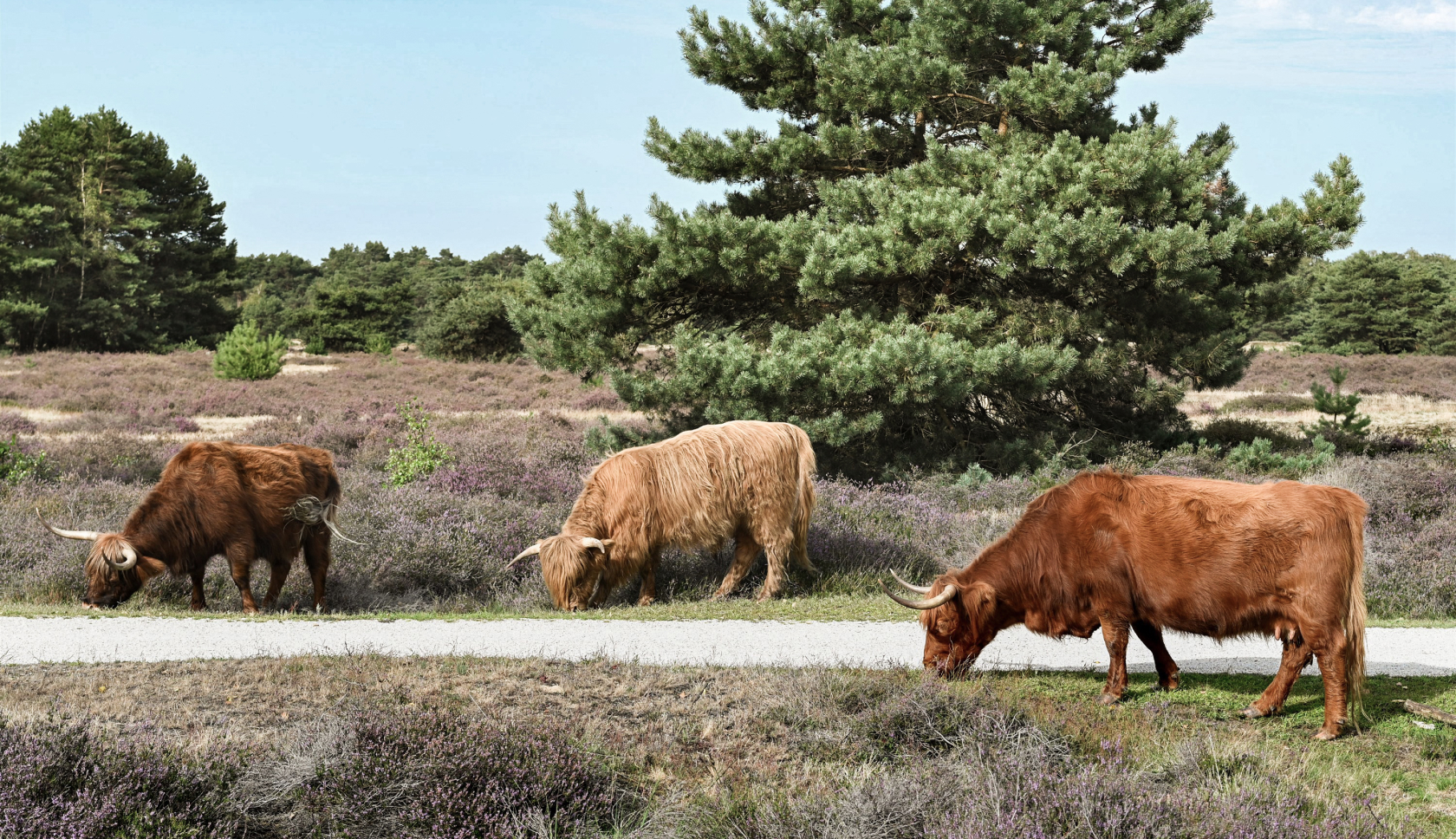 Boswachterspad Bos en Heide