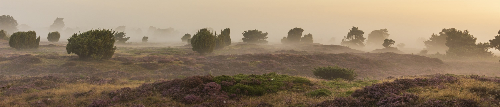 Mistig heidelandschap bij zonsopgang met paarse heide en struiken