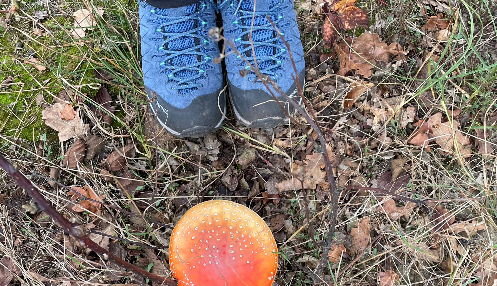 twee blauwe wandelschoenen staan voor een paddenstoel