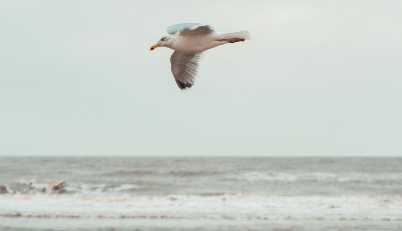 De  duinen zijn het leefgebied van veel vogelsoorten